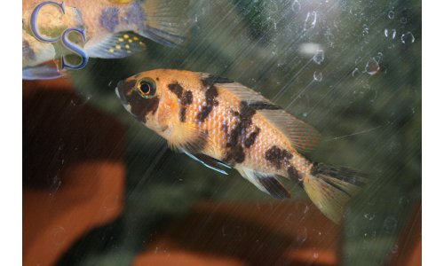 Metriaclima estherae OB